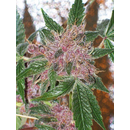 The Cali Connection, Cherries Jubilee, feminized, 6 pc...
