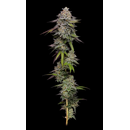 Compound Genetics, Double Stack (Apple Fritter x Jet Fuel...