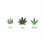 Hanf & Cannabis allgemein