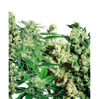 Sensi Seeds/ Feminized Mix (10 Stk.)