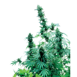 Sensi Seeds, Early Skunk, regular & feminized