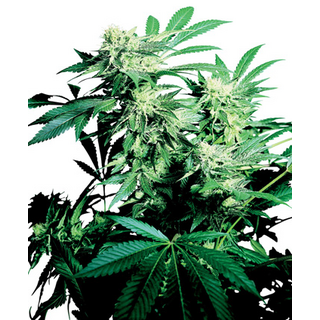 Sensi Seeds, Skunk Kush, feminized