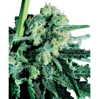 Sensi Seeds, Sensi Skunk, regular & feminized