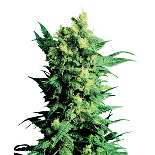 Sensi Seeds/ regular / Shiva Shanti II