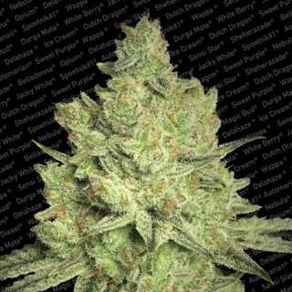 Paradise Seeds, Jacky White