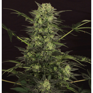 Paradise Seeds/ feminisiert 5er/ Auto Wappa