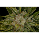 Paradise Seeds/ feminisiert / Auto Collection Pack #1 /...