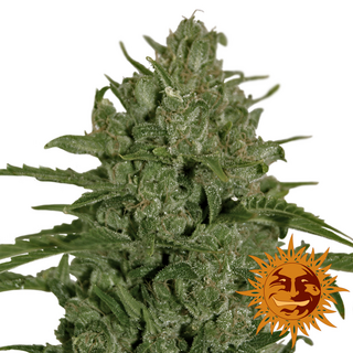 Barneys Farm, Triple Cheese, feminized