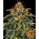 Barneys Farm, Moby Dick, feminized
