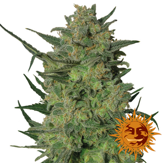 Barneys Farm, L.S.D., feminized