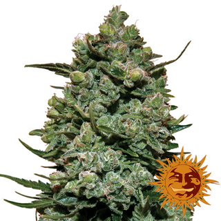 Barney´s Farm, Cookies Kush, feminized