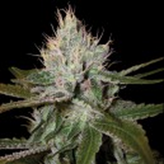 DNA Cannalope Haze, feminized