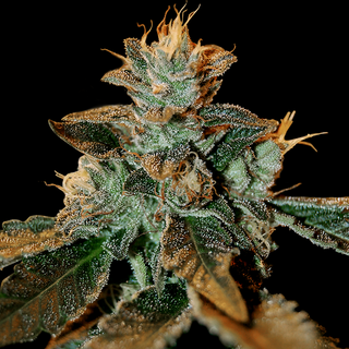 DNA Cataract Kush, feminized