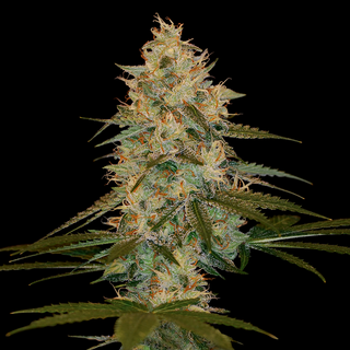 DNA Chocolope Kush, feminized