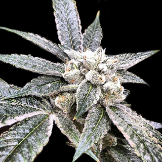 DNA Golden Berry, feminized