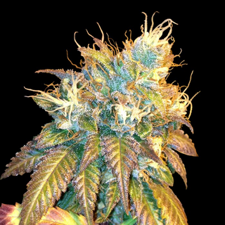 DNA Sour Secret, feminized