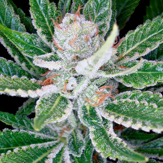 DNA Genetics, Sleestack, feminized, 6 pc