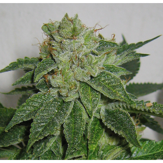 Humboldt Seeds, Sour Diesel AUTO