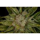 Dinafem Blue Cheese AUTOMATIC feminized