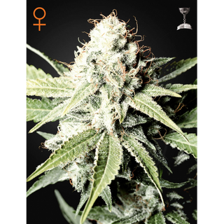 Green House, Great White Shark, feminized