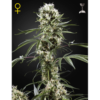 Green House/ feminisiert 10er/ Super Lemon Haze