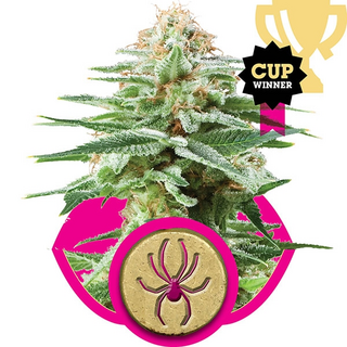 Royal Queen Seeds, White Widow, feminized
