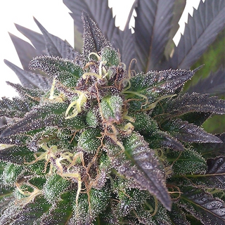 Royal Queen Seeds, Blue mystic, feminized
