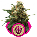 Royal Queen Seeds, Ice, feminized