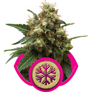 Royal Queen Seeds, Ice, feminized, 10 pc
