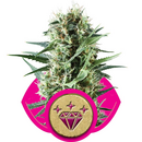 Royal Queen Seeds, Special Kush, feminized