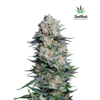 Fast Buds/ Autofem 3er/ Mexican Airlines