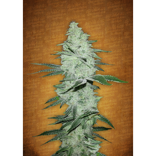 Fast Buds/ Autofem / Six Shooter