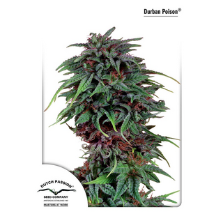 Dutch Passion, Durban Poison