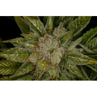 Dutch Passion, Tundra #2, Autofem