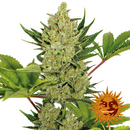 Barneys Farm, Blueberry Cheese AUTO, feminized