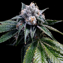 DNA Genetics GYO Collection, Lemon Walker, feminized,...