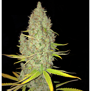 T.H. Seeds fem, Chicle aka BubbleDawg 5 pc