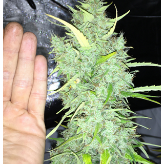 T.H. Seeds fem, Chicle aka BubbleDawg 5 pc