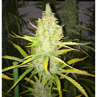 T.H. Seeds fem, Chicle aka BubbleDawg 2 pc