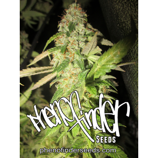 Pheno Finder Seeds, Notorious OG, feminized, 5 pc (OG#18 x LA Kandy)