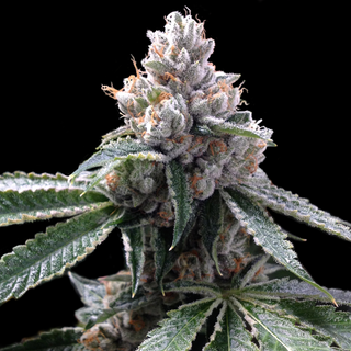 DNA Genetics GYO Collection, Florida Lemon, 6 pc feminized,  (Florida OG x Lemon Skunk)