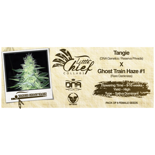 Little Chief Collabs, Tangie Ghost Train, feminized, 6 pc (Tangie (DNA/Res. Privada) X Ghost Train Haze #1 (Rare Dankness))