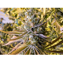 Little Chief Collabs, Tangie Ghost Train, feminized, 6 pc...