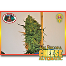 Big Buddha Seeds, Cheese AUTOMATIC, fem 5 pc