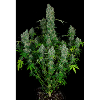 Serious Seeds, CBD enriched Warlock feminized, 6 pc