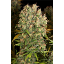 Serious Seeds, CBD enriched Warlock feminized, 6 pc