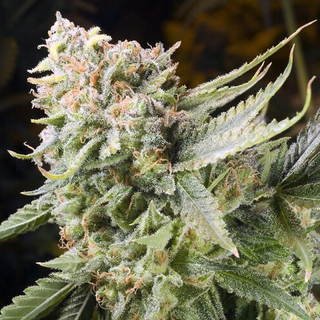 Elemental Seeds, Gummy Bear, feminized, 6 pc (Trueberry x Big Lemon)