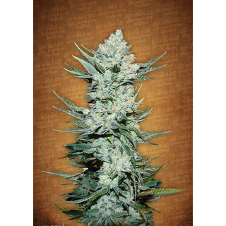 Fast Buds/ Autofem / Tangie matic