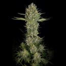 Serious Seeds/ feminisiert 6 Stk./ Serious Kush