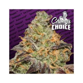 Paradise Seeds, Chongs Choice - Blue Kush Berry